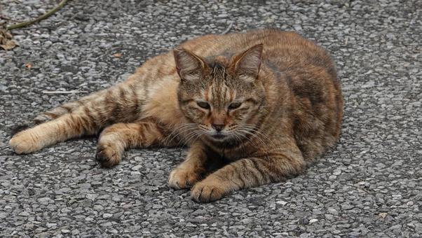 ある日の猫 ある日の猫の写真