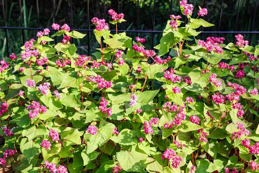 山茶花高原　赤ソバの花 赤ソバ,赤蕎麦,ソバの写真素材