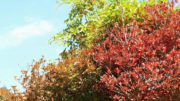 鮮やかに色づいたドウダンツツジの葉 鮮やかに色づいたドウダンツツジの葉 紅葉,ドウダンツツジ,秋の写真素材