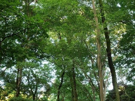 Photo, wood, fresh green, rainy season, 