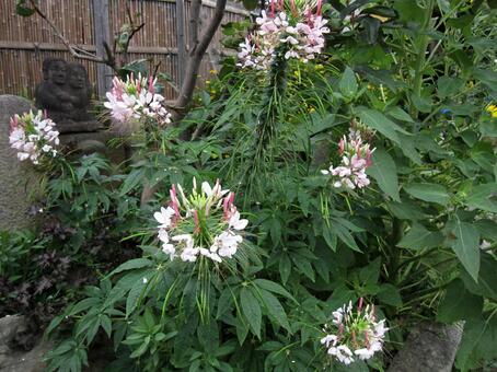クレオメ　咲く風景 クレオメ,花,しべの写真素材