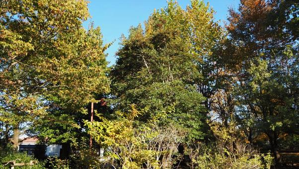 Blue sky Autumn sky Konoha that has begun to color Miscellaneous woods, blue sky, autumn sky, sunny sky, JPG