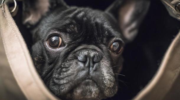 カバンから顔出す黒犬・フレンチブルドッグ カバンから顔出す黒犬・フレンチブルドッグの写真