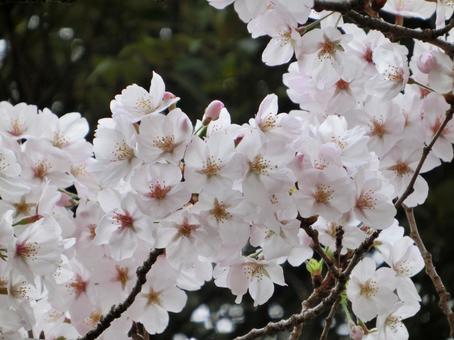 桜 桜の写真