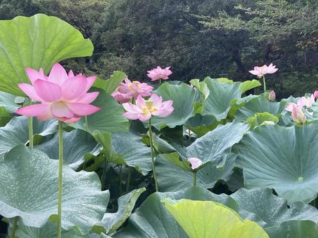 満開の古代ハスの花 満開の古代ハスの花の写真