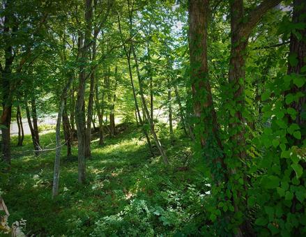 山の風景の写真