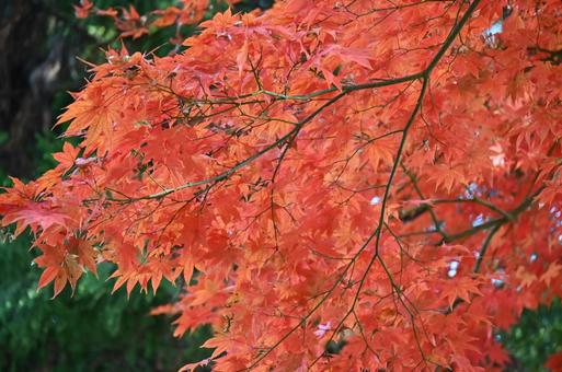 紅く紅葉したモミジ 紅く紅葉したモミジ 紅葉,秋,風景の写真素材