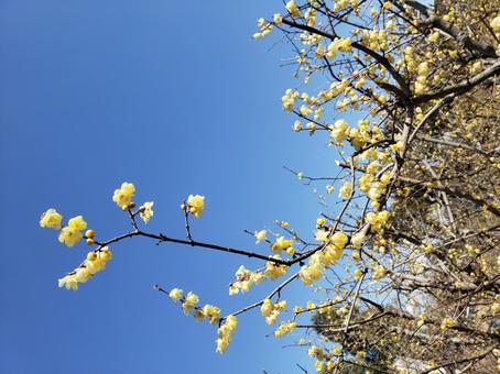 ロウバイ ロウバイの写真
