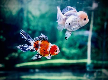金魚 金魚の写真