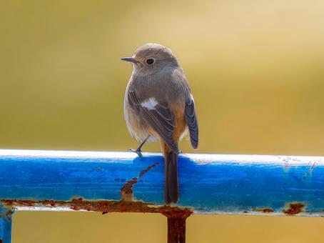 柵にとまるジョウビタキのメス ジョウビタキ,ジョビコ,ジョウビタキのメスの写真素材