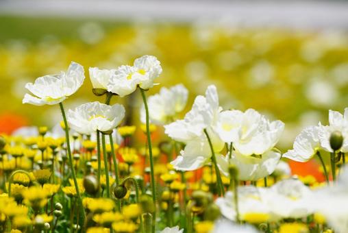 Yamaguchi Flower Land (Poppies), JPG Yamaguchi Flower Land (Poppies), JPG