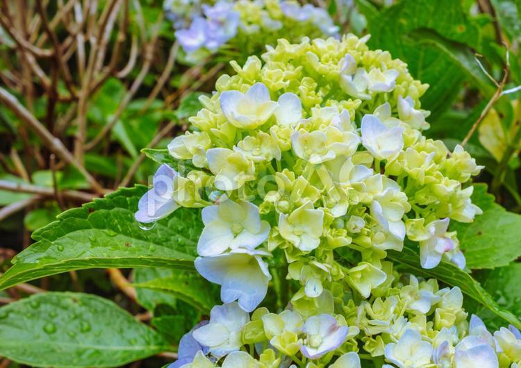 華麗なアジサイの花13 アジサイ,紫陽花,花の写真素材