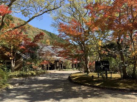 紅葉 紅葉,秋,湖の写真素材