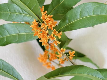 キンモクセイ キンモクセイ,花,植物の写真素材