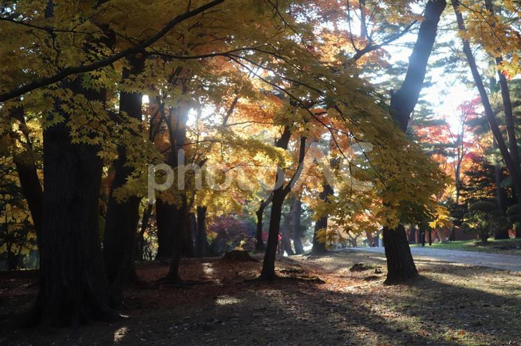 秋の風景 秋の風景,秋日和,秋の写真素材