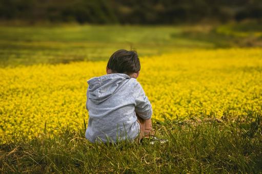 <素材>菜の花畑で座り込む男の子 <素材>菜の花畑で座り込む男の子 子供,男性,人物の写真素材