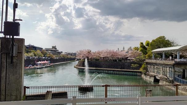 桜 桜の写真