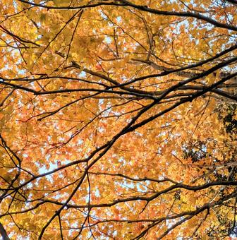 黄葉したモミジ 秋,モミジ,黄葉の写真素材