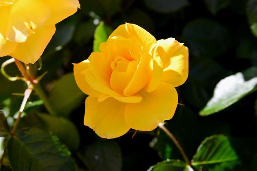 薔薇 ゴールドマリー84 薔薇 ゴールドマリー84 薔薇,ゴールドマリー84,黄色の写真素材