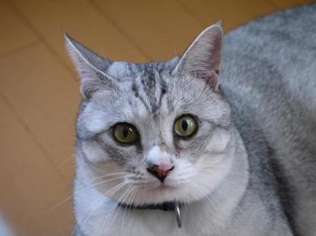 真正面 真正面の写真