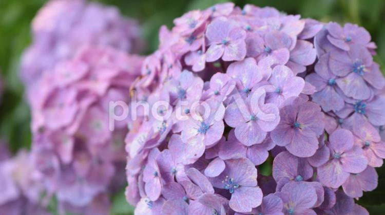 六月のアジサイ ガクアジサイのアップ	 花,紫,自然の写真素材