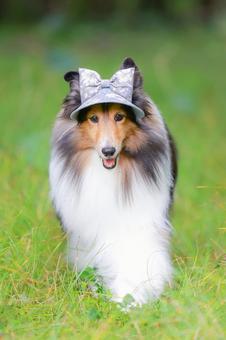 シェルティ 犬,ペット,シェルティの写真素材