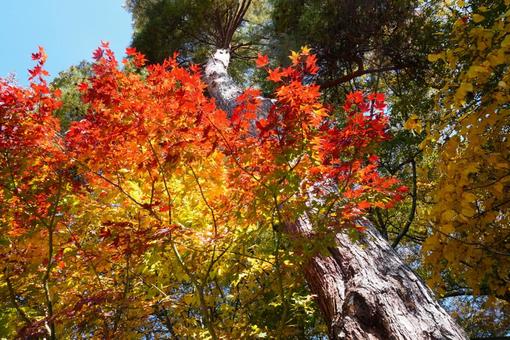 秋の散策 もみじ,秋,赤の写真素材