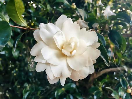 白い山茶花 白い山茶花 山茶花,白,花の写真素材