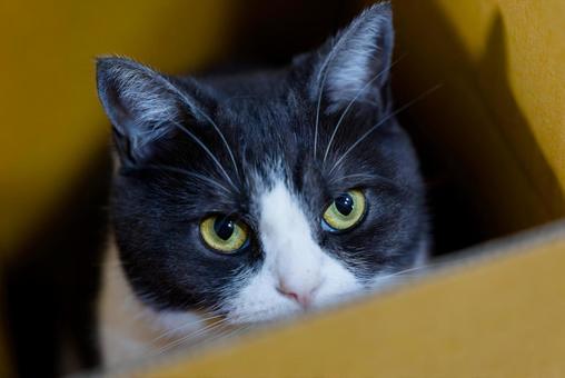 箱の中の猫 猫,ねこ,ネコの写真素材