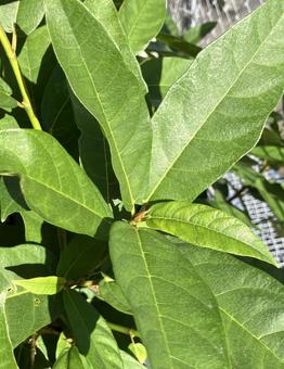 イヌビワの写真