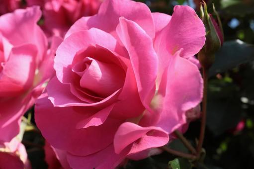 ピンクの薔薇をアップで撮影しました ピンクの薔薇をアップで撮影しましたの写真