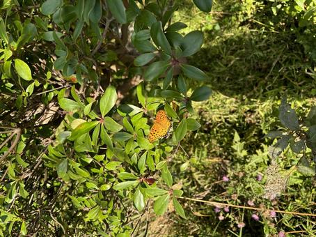 蝶 蝶,蝶々,ちょうちょの写真素材