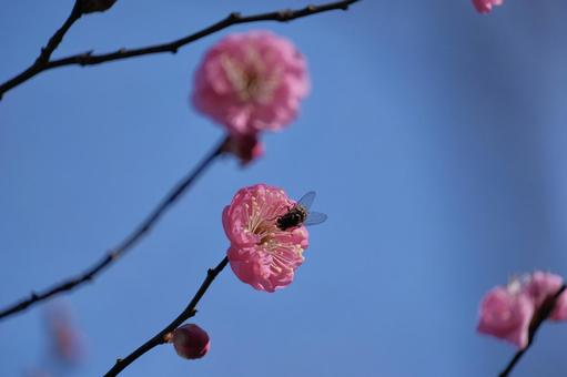 花の蜜を吸う蜂 花の蜜を吸う蜂 蜂,はち,ハチの写真素材