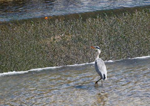 アオサギ3 アオサギ,鷺,鳥の写真素材
