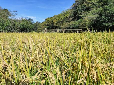 稲穂の実る初秋の稲田 舞岡公園 稲穂の実る初秋の稲田 舞岡公園 稲田,稲穂,米作りの写真素材