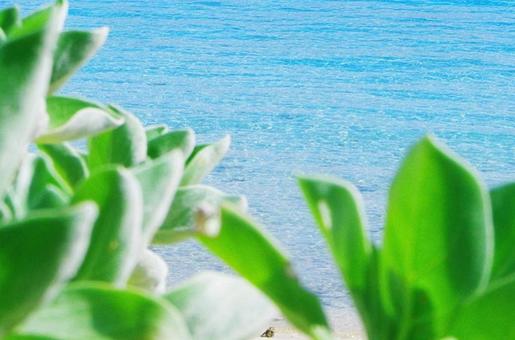 沖縄・背景の写真