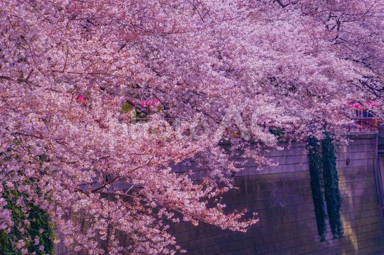 満開の桜と川辺の風景 桜,花,ピンクの写真素材