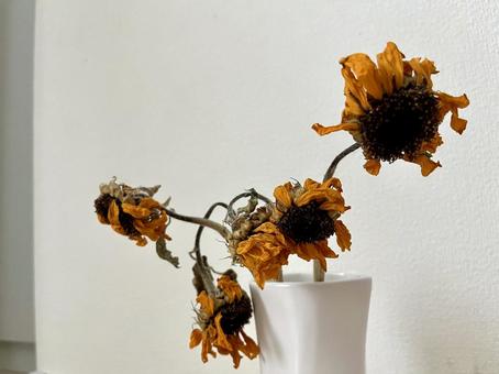 枯れたひまわり2 枯れたひまわり2 枯れた,ひまわり,向日葵の写真素材