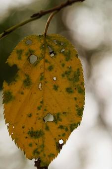 木漏れ日に黄色く色づいた木の葉 木漏れ日に黄色く色づいた木の葉 秋,葉,植物の写真素材