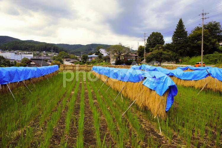 稲刈り後の架け干し　長野県 空,風景,雲の写真素材