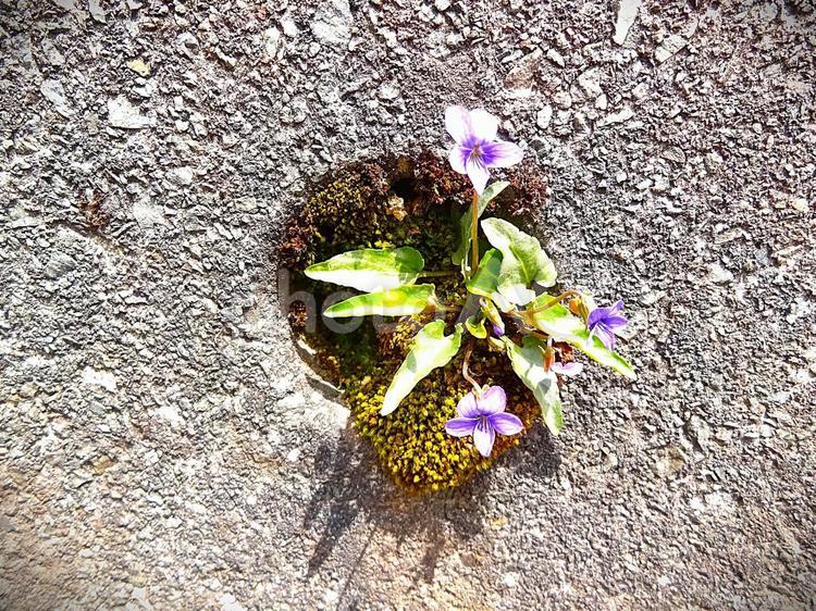 コンクリートの排水穴から咲くスミレの花 コンクリート,排水,雑草の写真素材