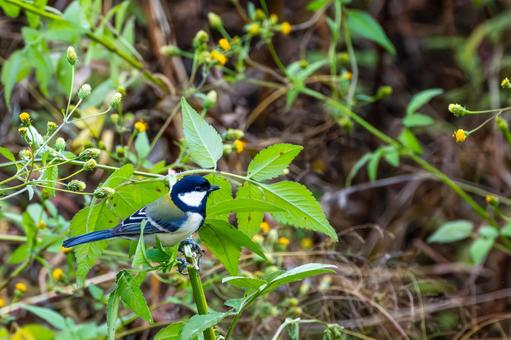シジュウカラ(106)の写真