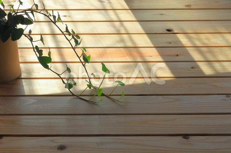 背景素材　昼　観葉植物　アイビー 02 背景素材,昼,アイビーの写真素材