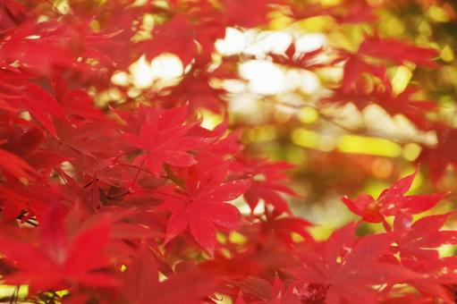 autumn leaves, JPG