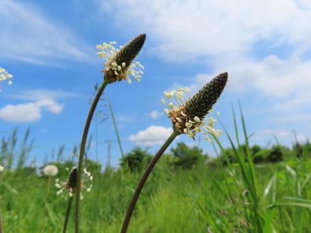 Plantain lanceolata (Plantaginaceae) in the grassland and blue sky, JPG Plantain lanceolata (Plantaginaceae) in the grassland and blue sky, JPG