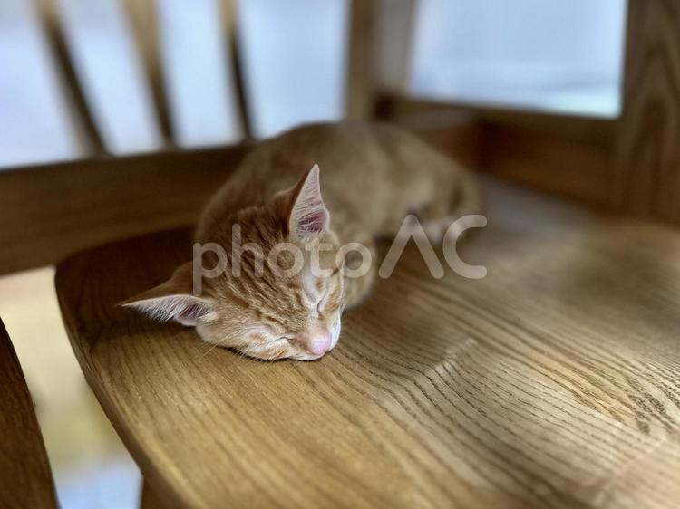 気持ち良くねる子猫 子猫,猫,寝るの写真素材