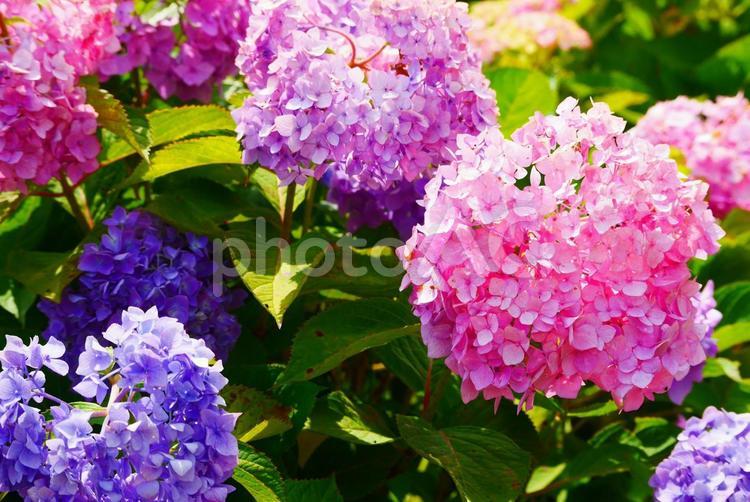 鮮やかなアジサイ 紫陽花,あじさい,アジサイの写真素材