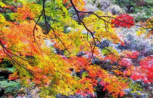 鮮やかなコハウチワカエデの紅葉 紅葉,カエデ,秋の写真素材