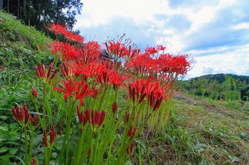 彼岸花 彼岸花 彼岸花,ヒガンバナ,曼珠沙華の写真素材