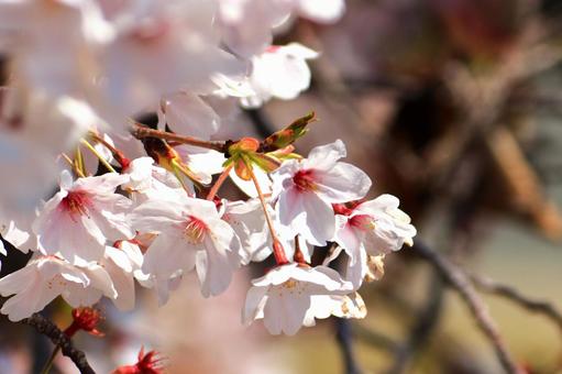 満開の桜 満開の桜 サクラ,春,木の写真素材